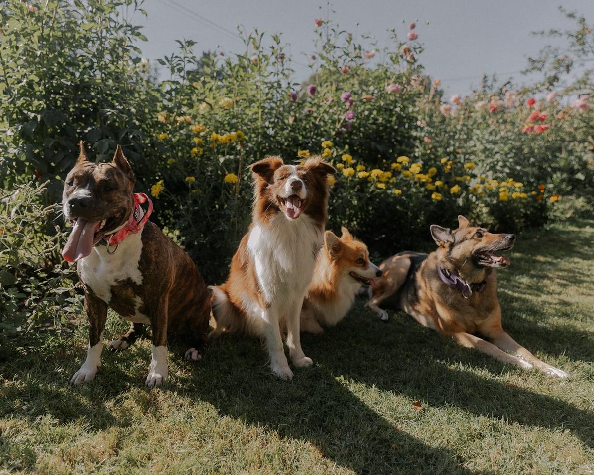 Several happy dogs of different breeds sitting together in a sunny yard